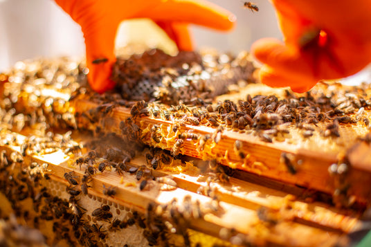 Bee tours 2