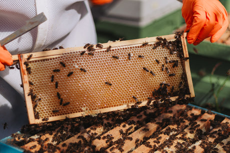 Beeswax: A Gift for Bees, Skincare, and Candles