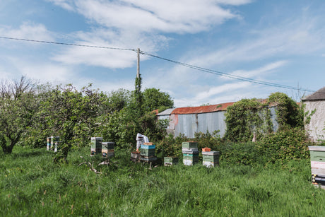 July at All About Nectar: A Month in the Apiary