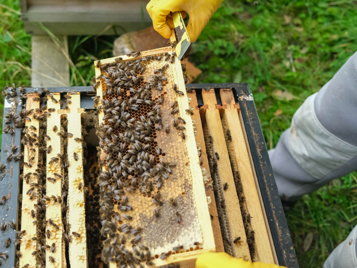 Beeswax: A Gift for Bees, Skincare, and Candles